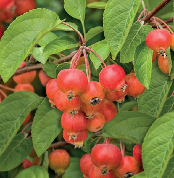 Malus 'Evereste'