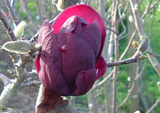 Magnolia 'Genie'