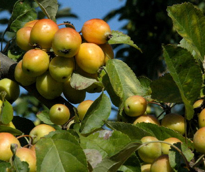 Malus flor. 'Golden Hornet' Malus flor. 'Golden Hornet'