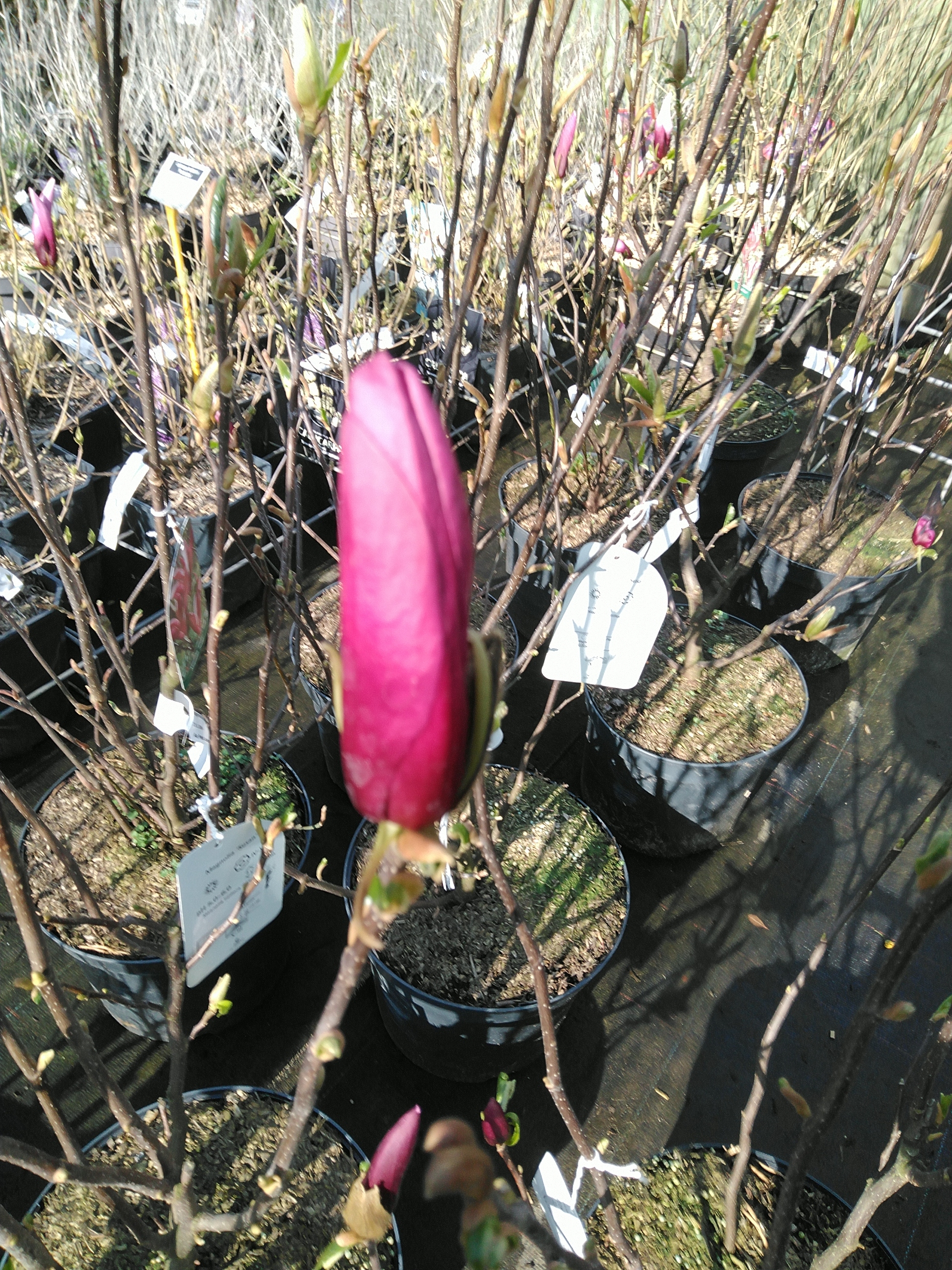 Magnolia 'Susan'