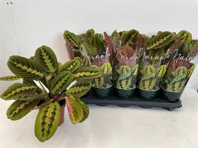 Maranta leuc. 'Fascinator' Maranta leuc. 'Fascinator'