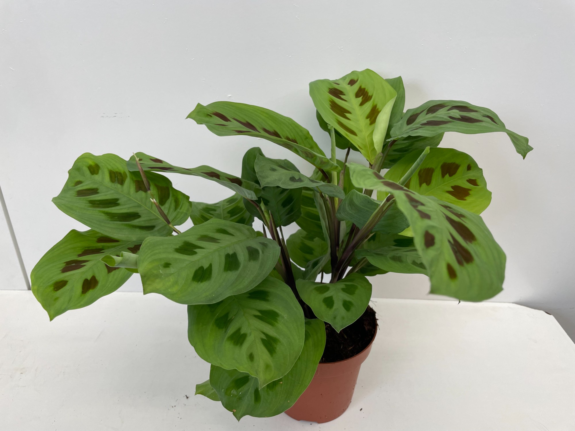 Maranta leuc. 'Kerchoveana' Maranta leuc. 'Kerchoveana'