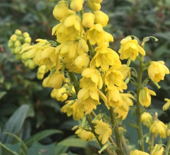 Mahonia media 'Charity' Mahonia media 'Charity'