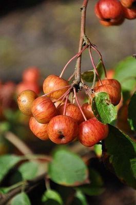Malus PERTETU 'Evereste'® Malus PERTETU 'Evereste'®