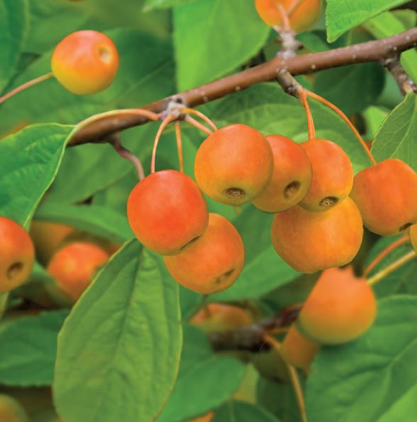 Malus 'Prof. Sprenger'  