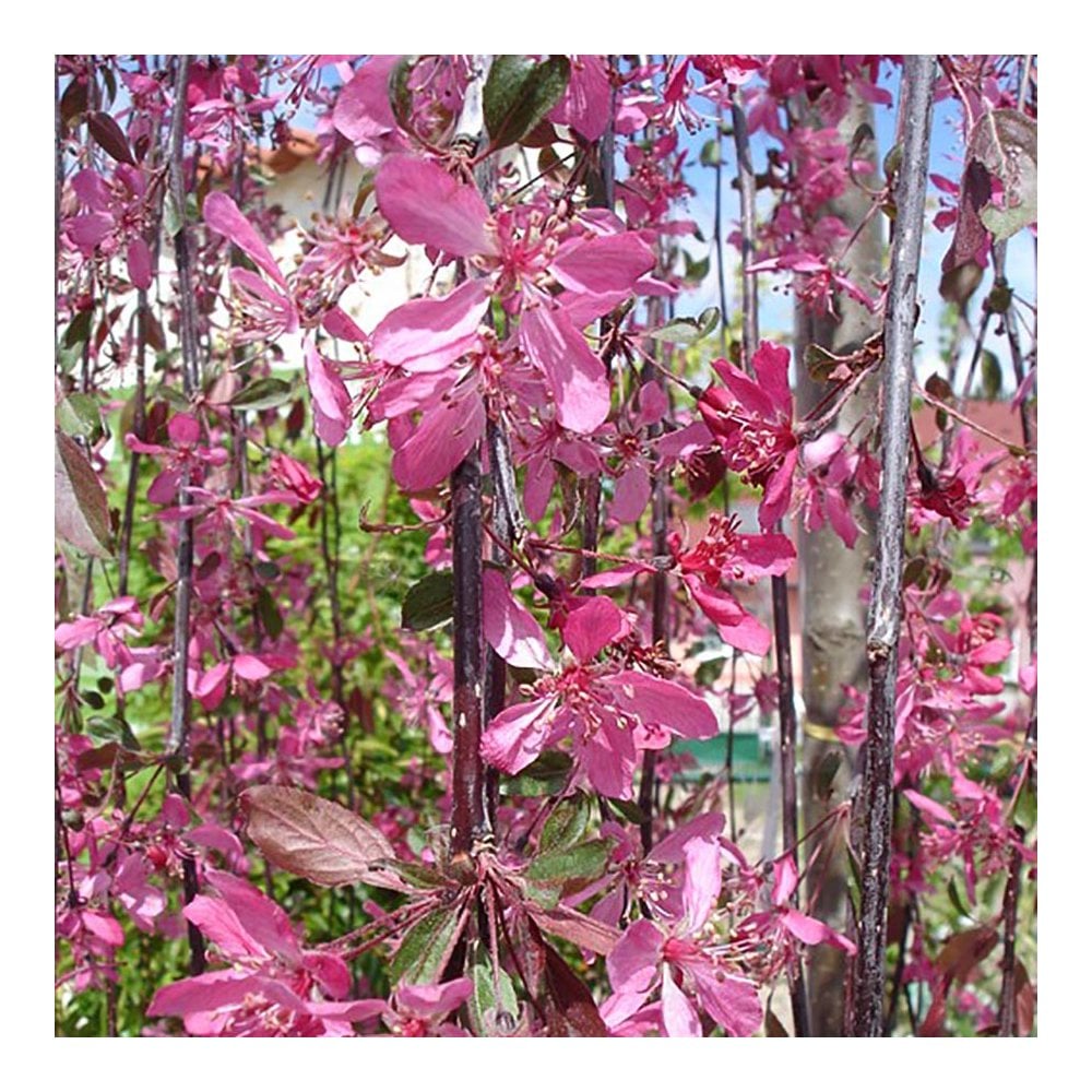 Malus 'Royal Beauty' Malus 'Royal Beauty'