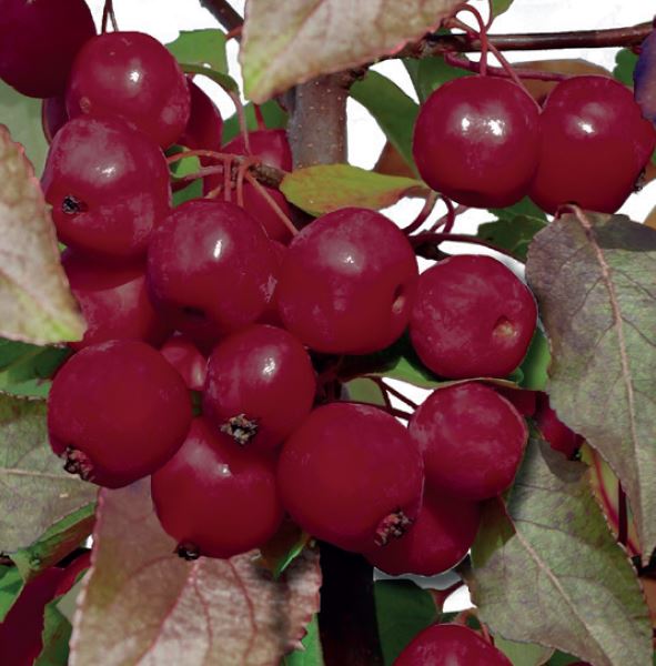 Malus 'Royal Beauty'