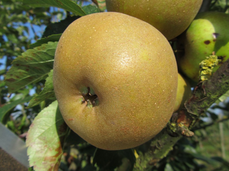 Malus d. 'Renette Grise du Canada'