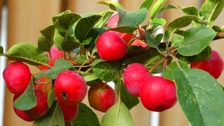 Malus 'Red Sentinel'