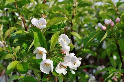 Malus 'Red Sentinel'