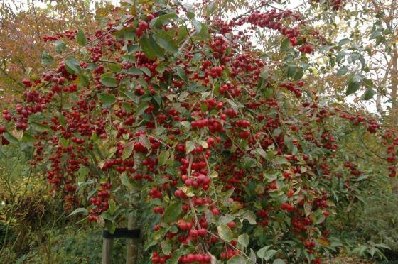 Malus 'Red Sentinel'