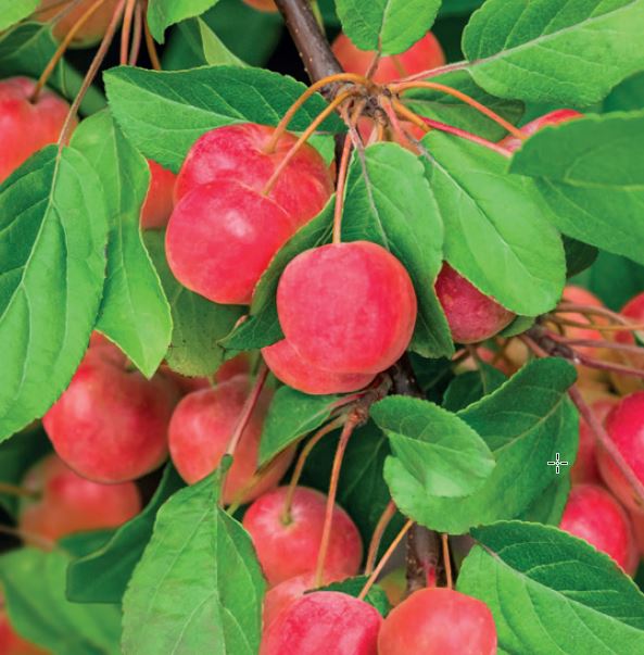 Malus 'Red Sentinel'