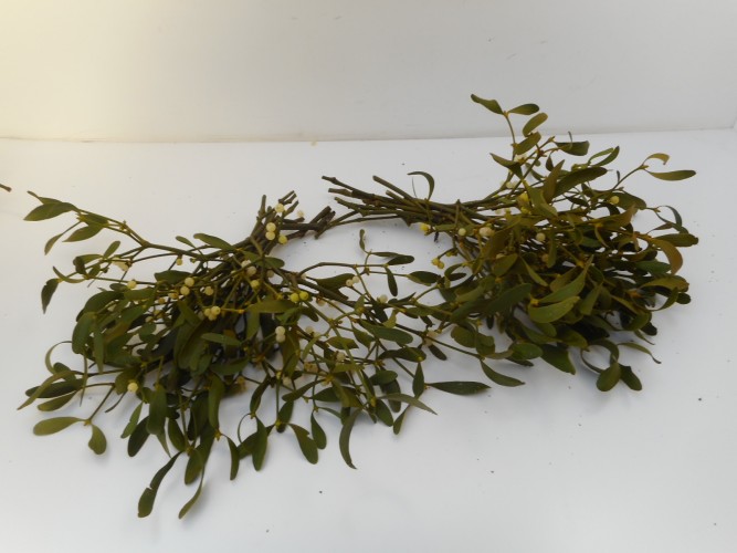 Viscum album - Maretak - Mistletoe -  Gui