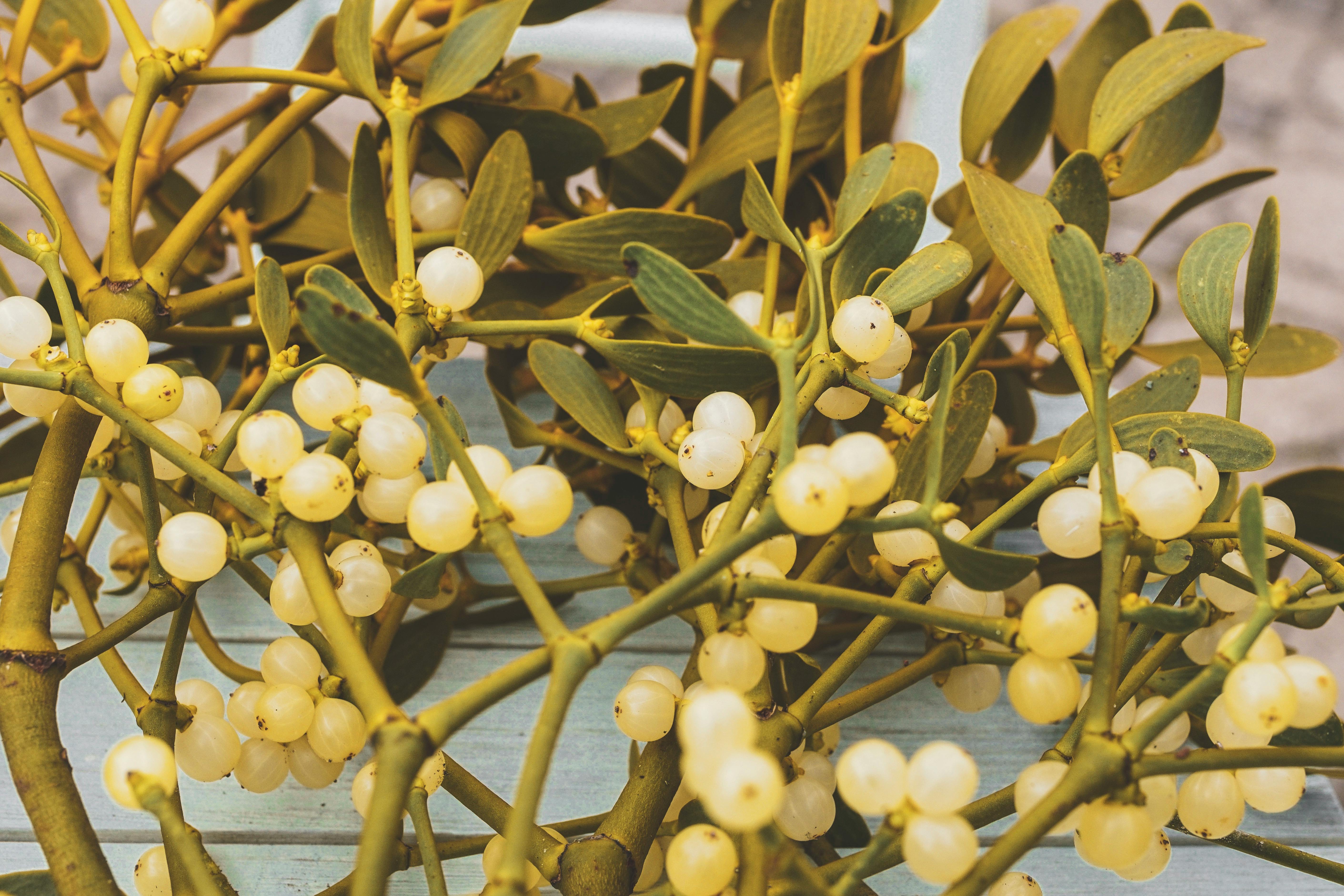 Viscum album - Maretak - Mistletoe -  Gui
