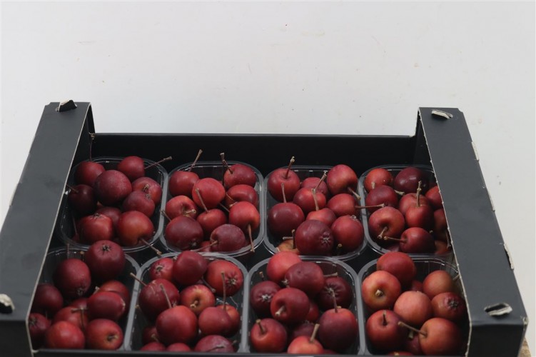Malus sierappels per bakje