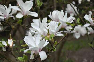 Magnolia soulangiana Magnolia soulangiana