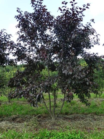 Malus toringo 'Scarlet'