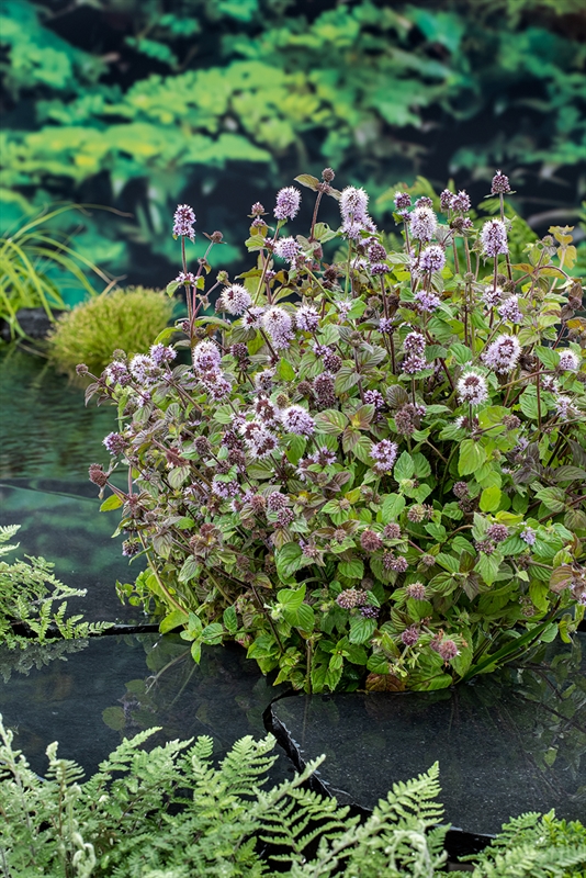 Mentha aquatica