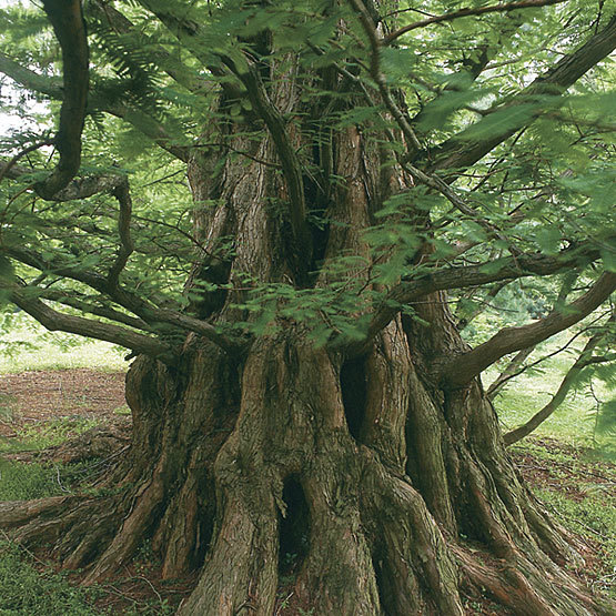 Metasequoia glyptostroboides 175/200 Metasequoia glyptostroboides 175/200