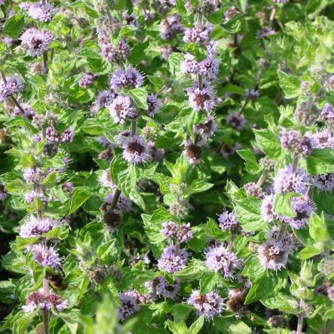 Mentha 'Lemon Bergamot' Mentha 'Lemon Bergamot'