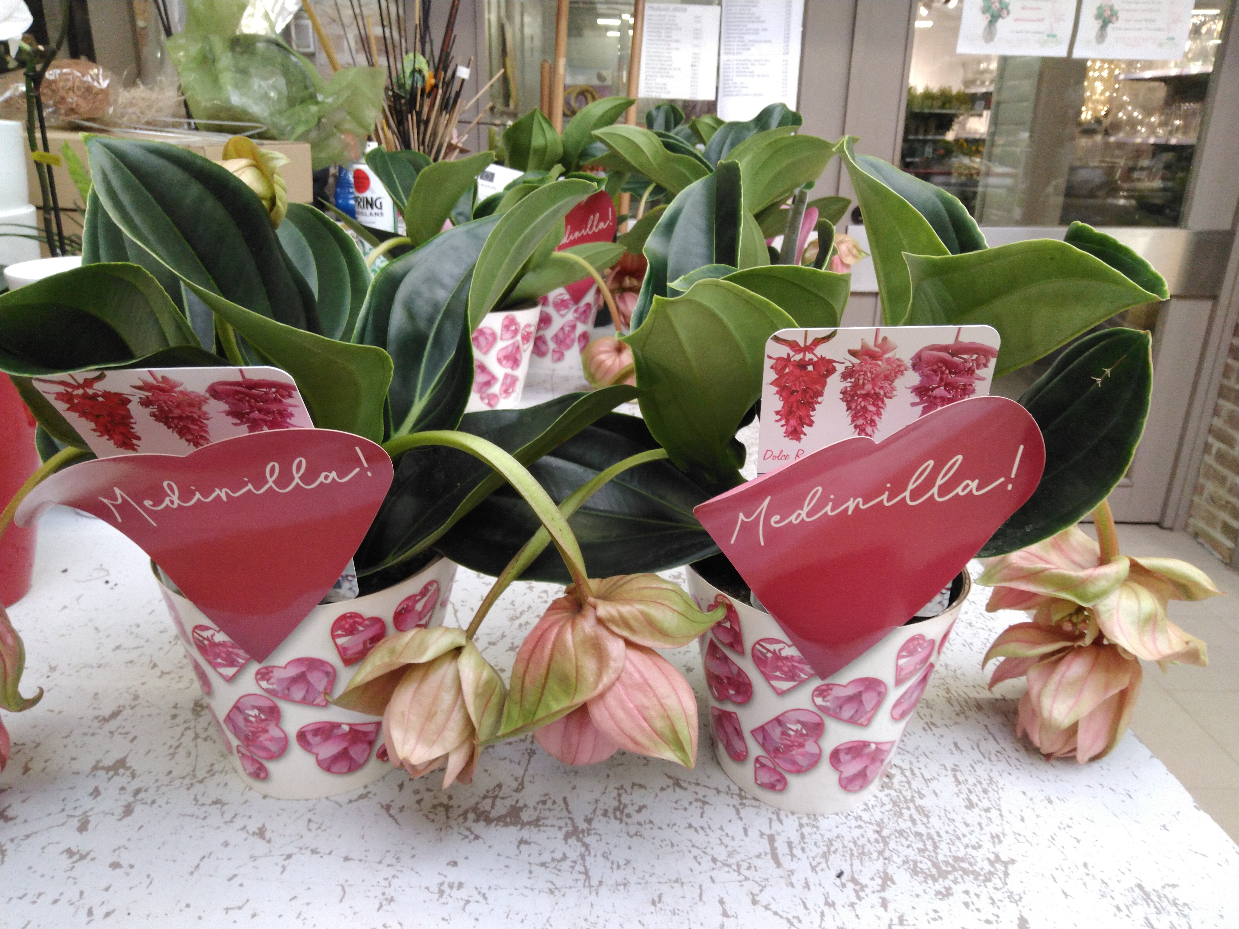 Medinilla magnifica 'Flemanco' 3-4 bloemen Medinilla magnifica 'Flemanco' 3-4 bloemen