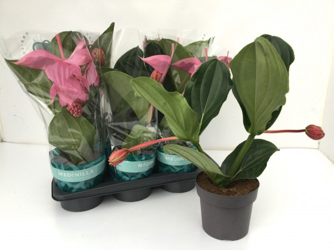 Medinilla magnifica 'Pinatubo'