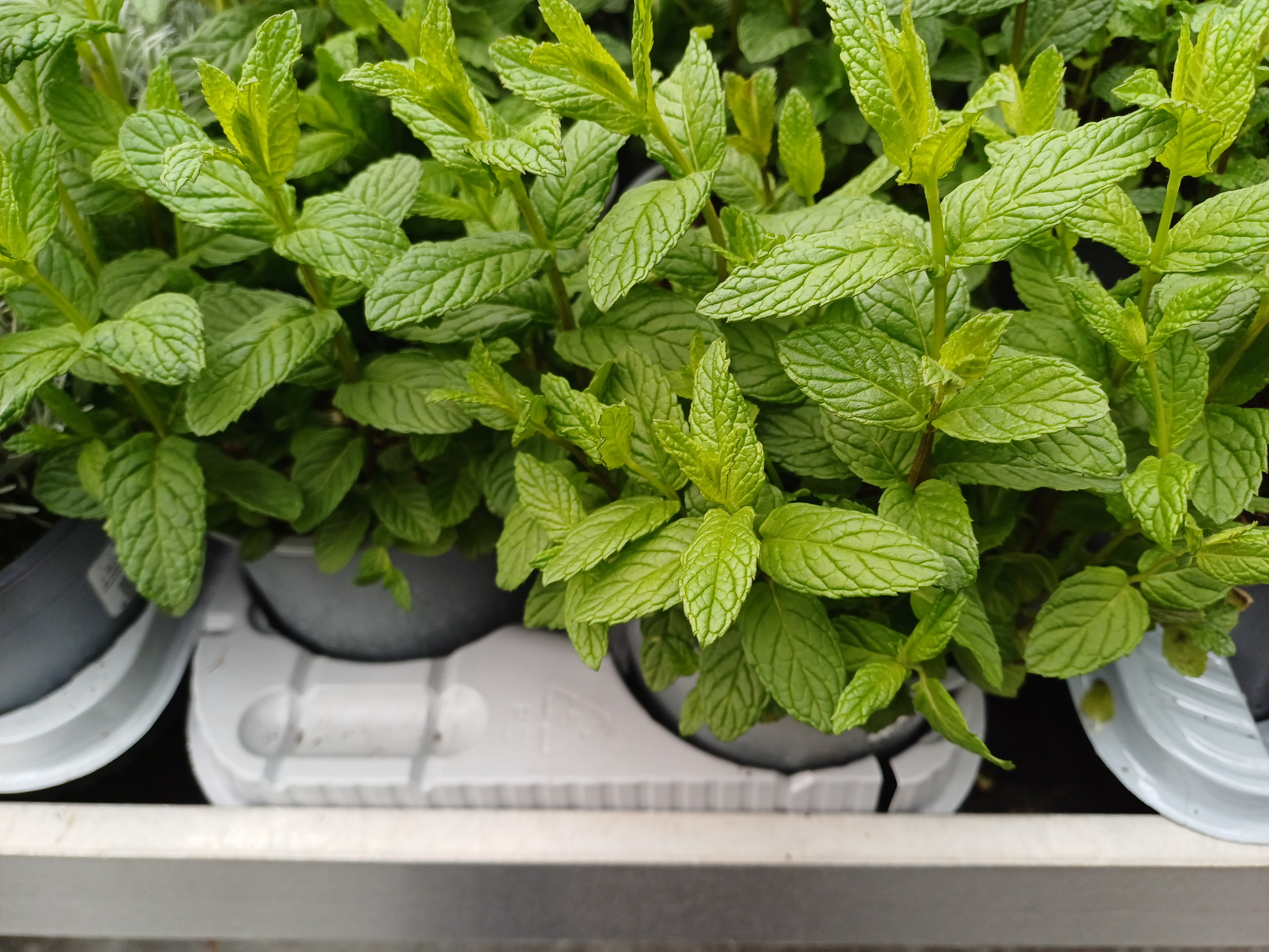 MENTHA PIPERITA - Italië