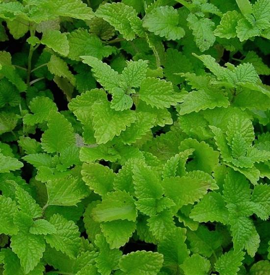 Melissa officinalis Melissa officinalis