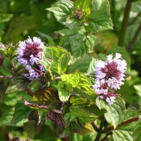Mentha piperita 'Bergamot' Mentha piperita 'Bergamot'