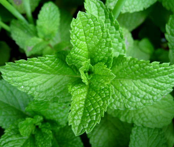 Mentha piperita Mentha piperita