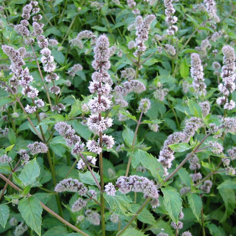 Mentha piperita 'Swiss' Mentha piperita 'Swiss'