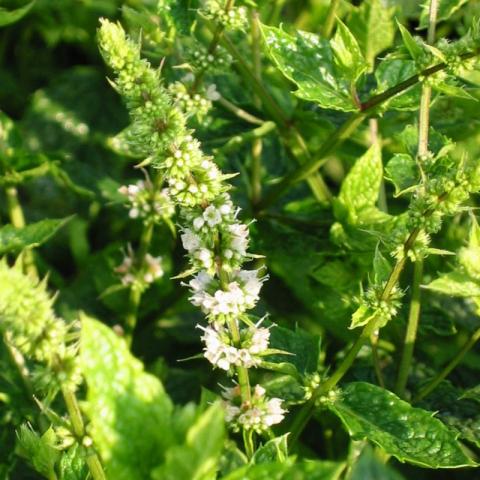 Mentha spicata 'Marocco' 