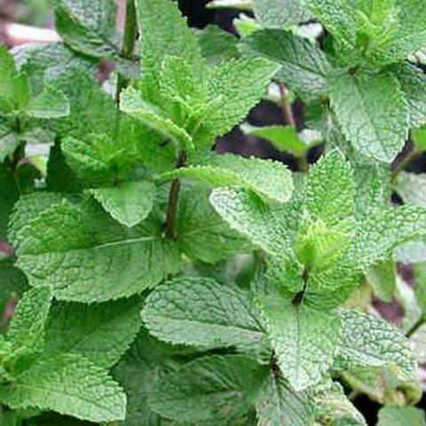 Mentha spicata 'Marrakech' Mentha spicata 'Marrakech'