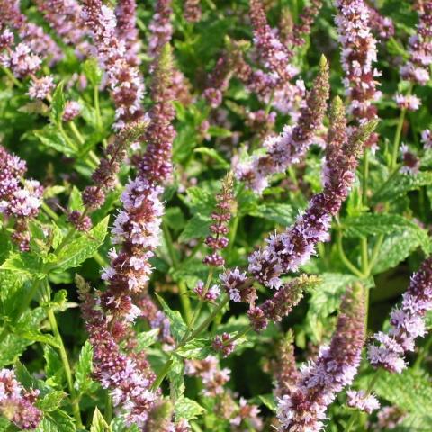 Mentha spicata 'Pisa' Mentha spicata 'Pisa'