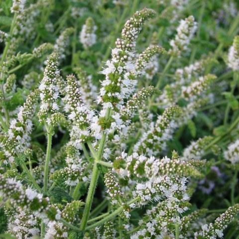 Mentha Sueveoles Apple Munt Mentha Sueveoles Apple Munt