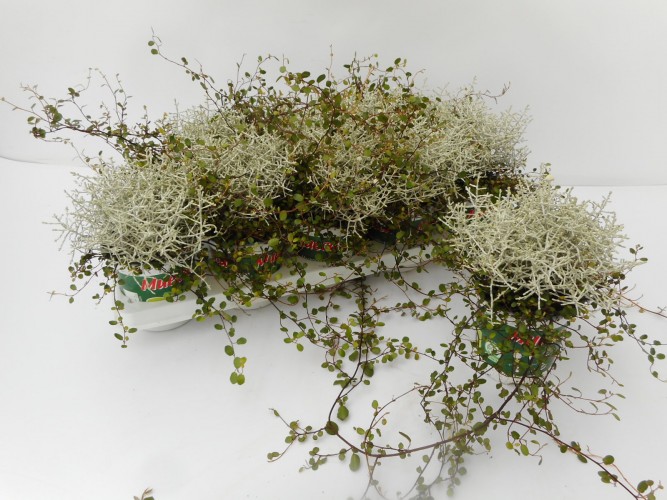 Mixpot Muehlenbeckia - Calocephalus Mixpot Muehlenbeckia - Calocephalus