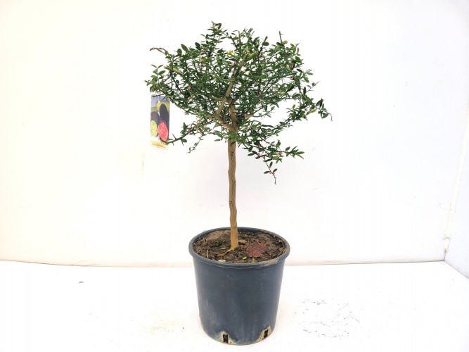 Microcitrus australasica 'Caviar' -  ministam