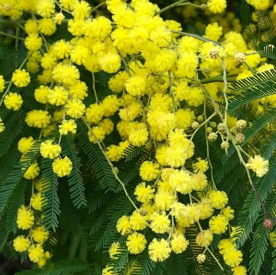 Mimosa dealbata