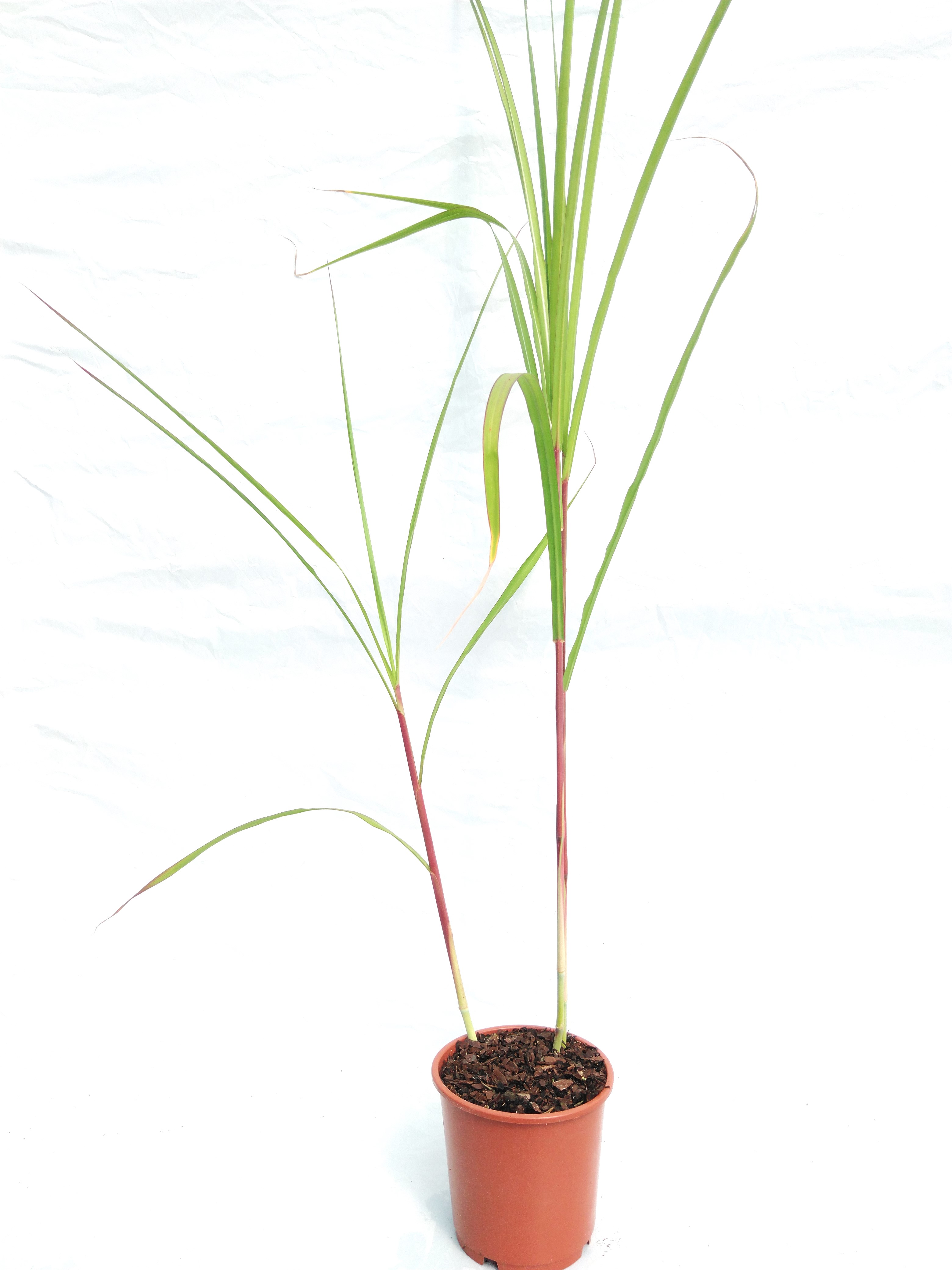 Miscanthus floridulus 'giganteus' Miscanthus floridulus 'giganteus'