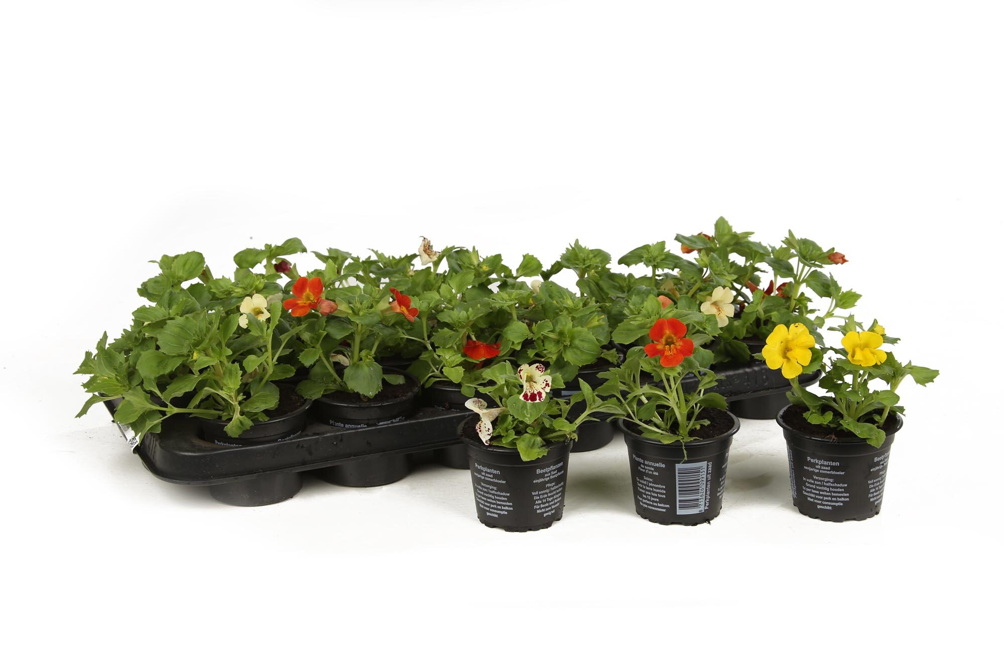 Mimulus ringens MIX