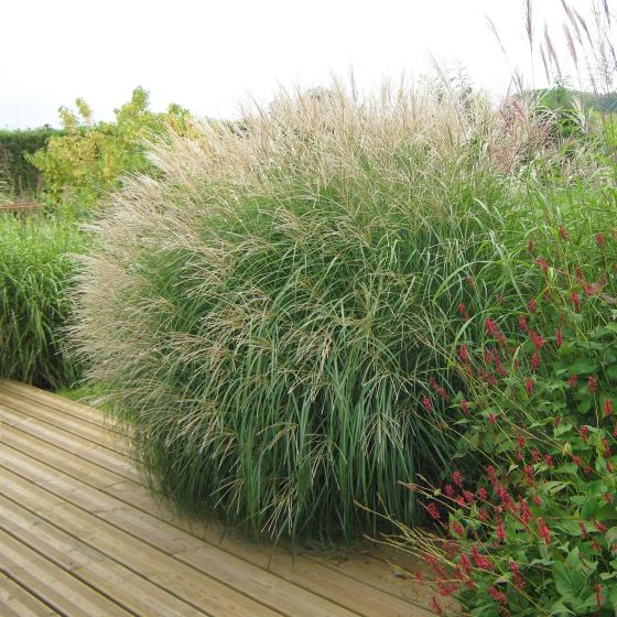 Miscanthus sin. 'Adagio'