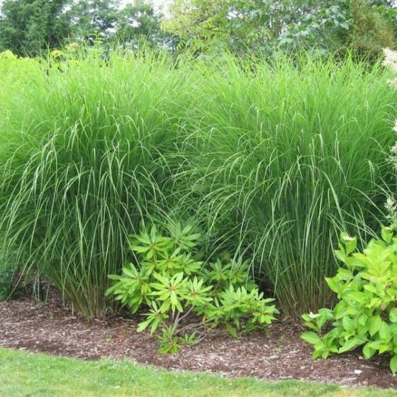 Miscanthus sin. 'Gracillimus' Miscanthus sin. 'Gracillimus'