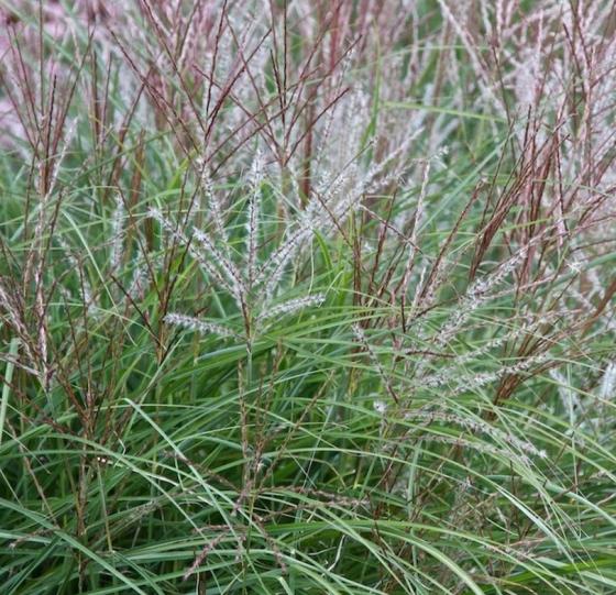 Miscanthus sin. 'Kleine Silbersp.' Miscanthus sin. 'Kleine Silbersp.'