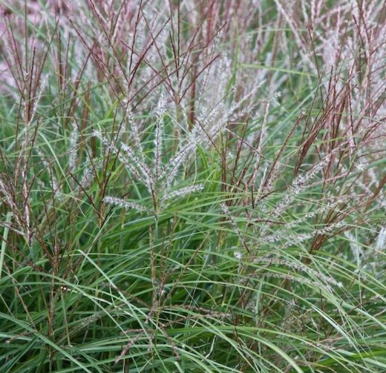 Miscanthus sin. 'Kleine Silbersp.'