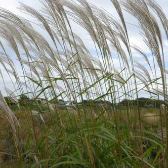 Miscanthus sin. 'Silberfeder' Miscanthus sin. 'Silberfeder'