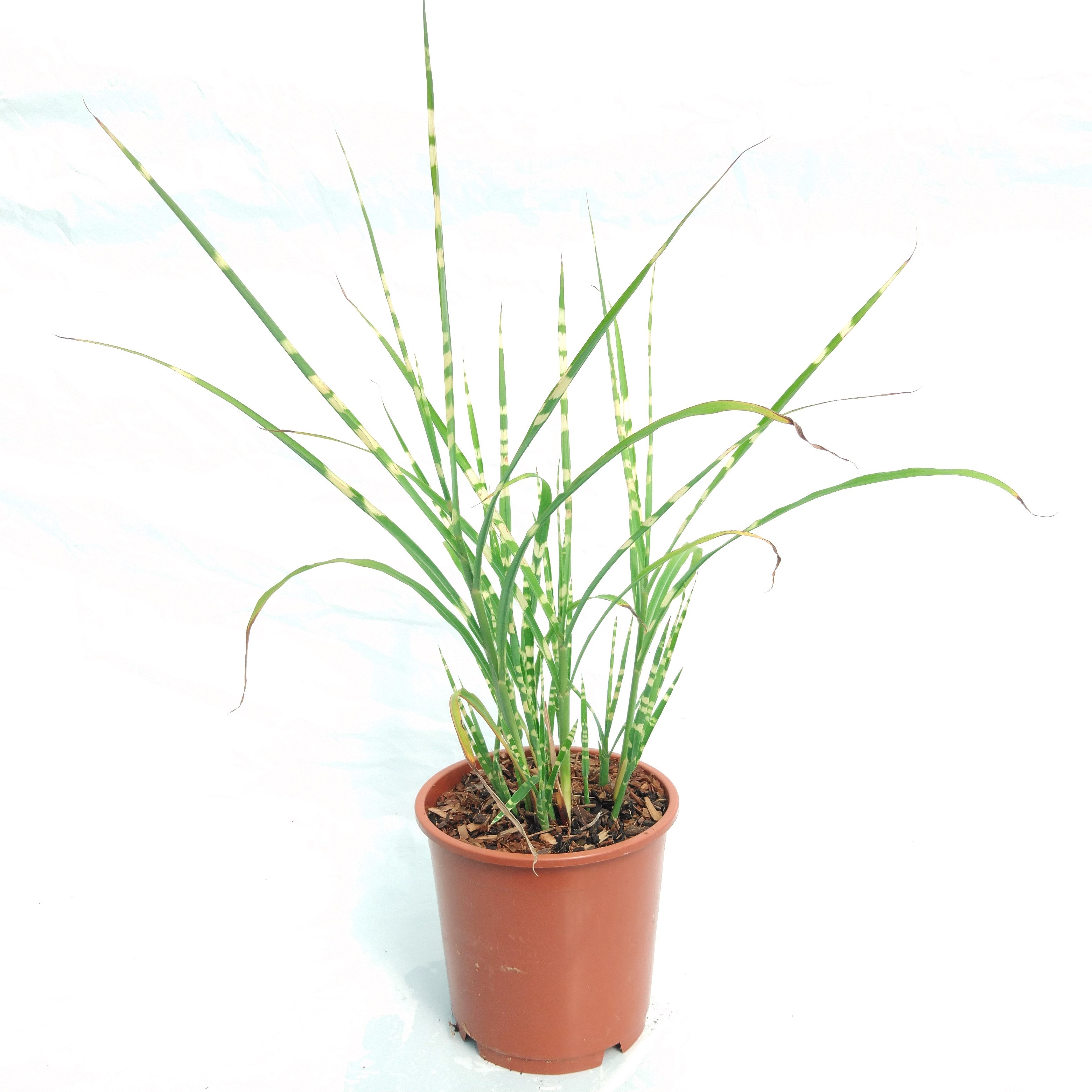 Miscanthus sin. 'Strictus' Miscanthus sin. 'Strictus'