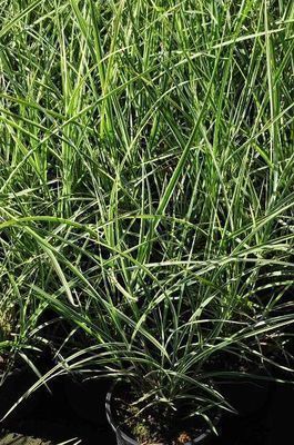 Miscanthus sin. 'Variegatus' Miscanthus sin. 'Variegatus'