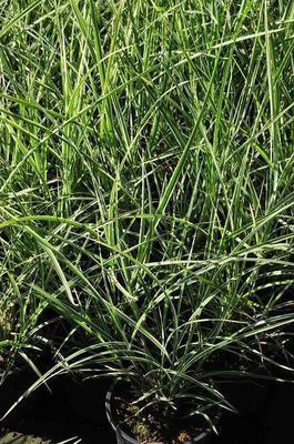 Miscanthus sin. 'Variegatus'