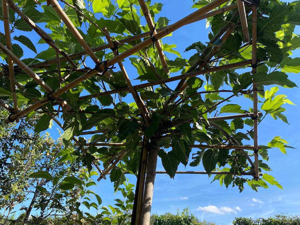 Morus alba 'Fruitless' dakvorm Morus alba 'Fruitless' dakvorm