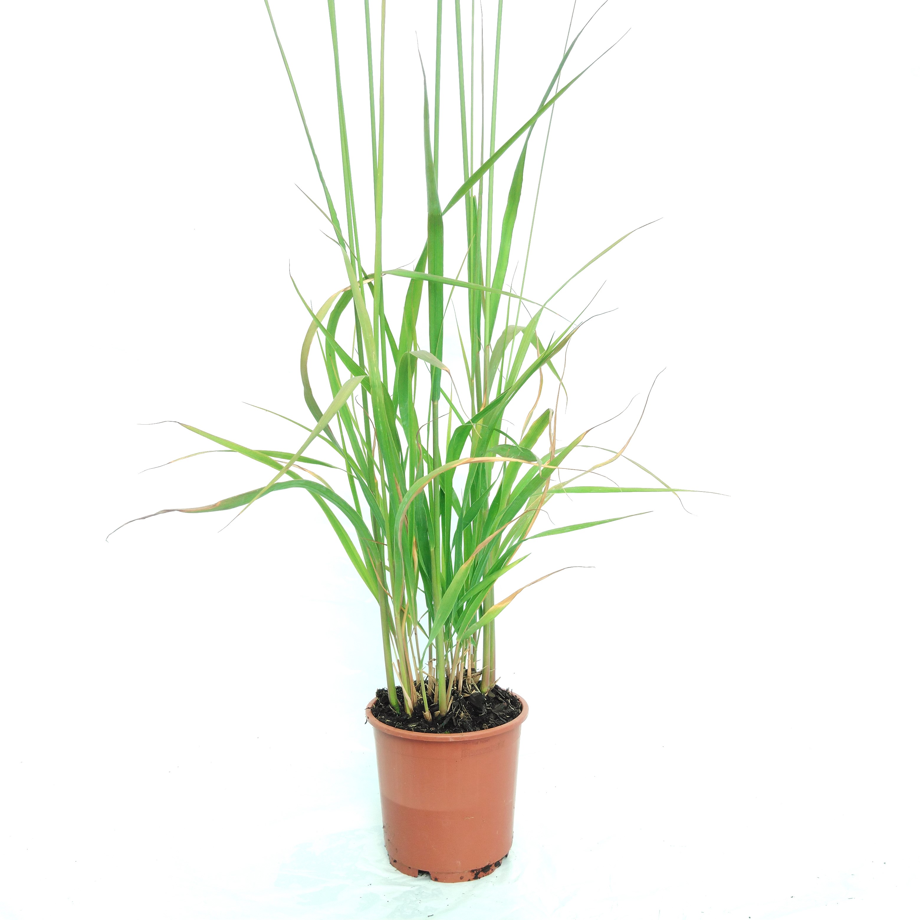 Molinia arund. 'Karl Foerster' Molinia arund. 'Karl Foerster'